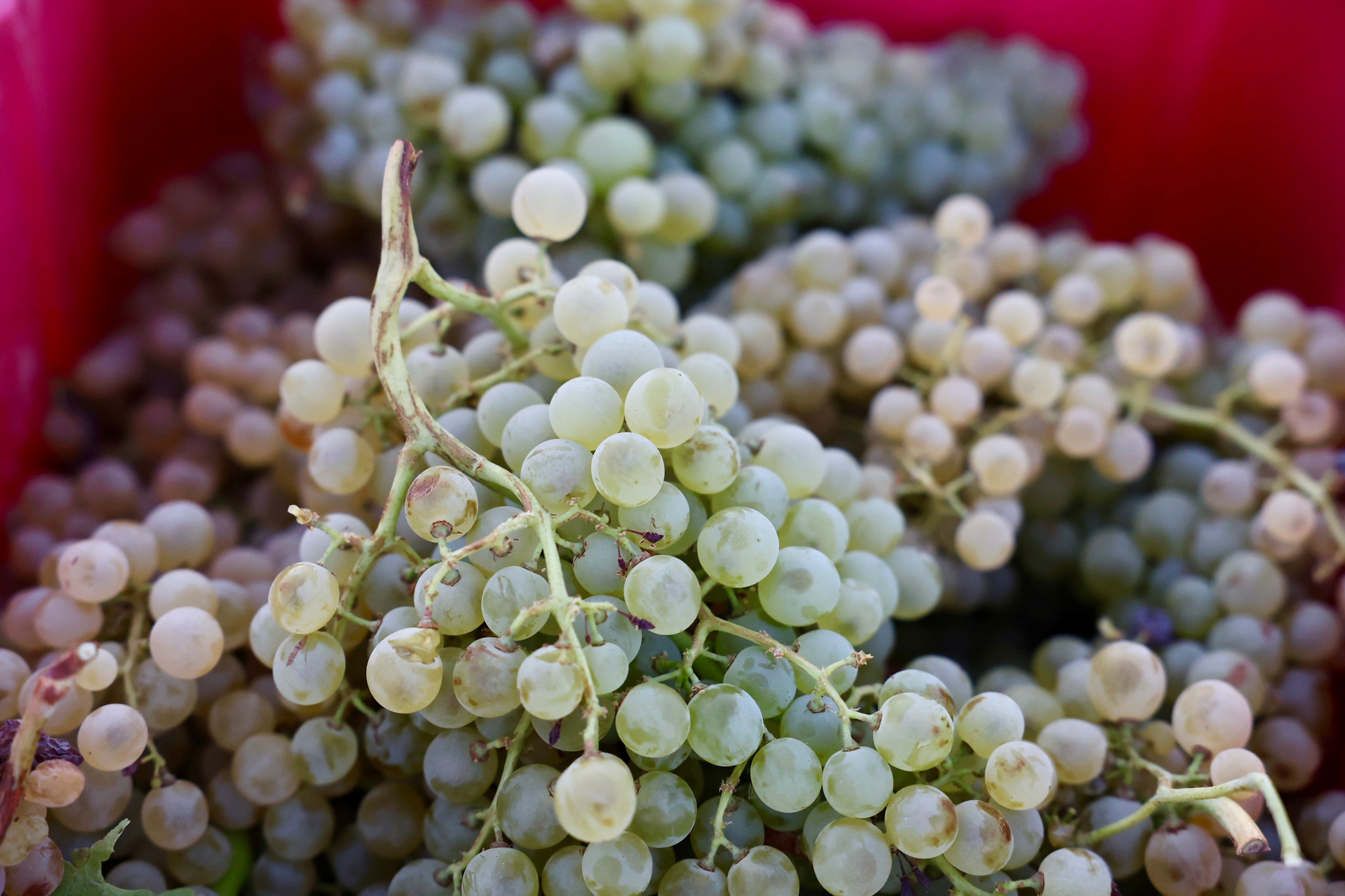 Fotos: El corazón del Marco de Jerez late otra vez con la vendimia