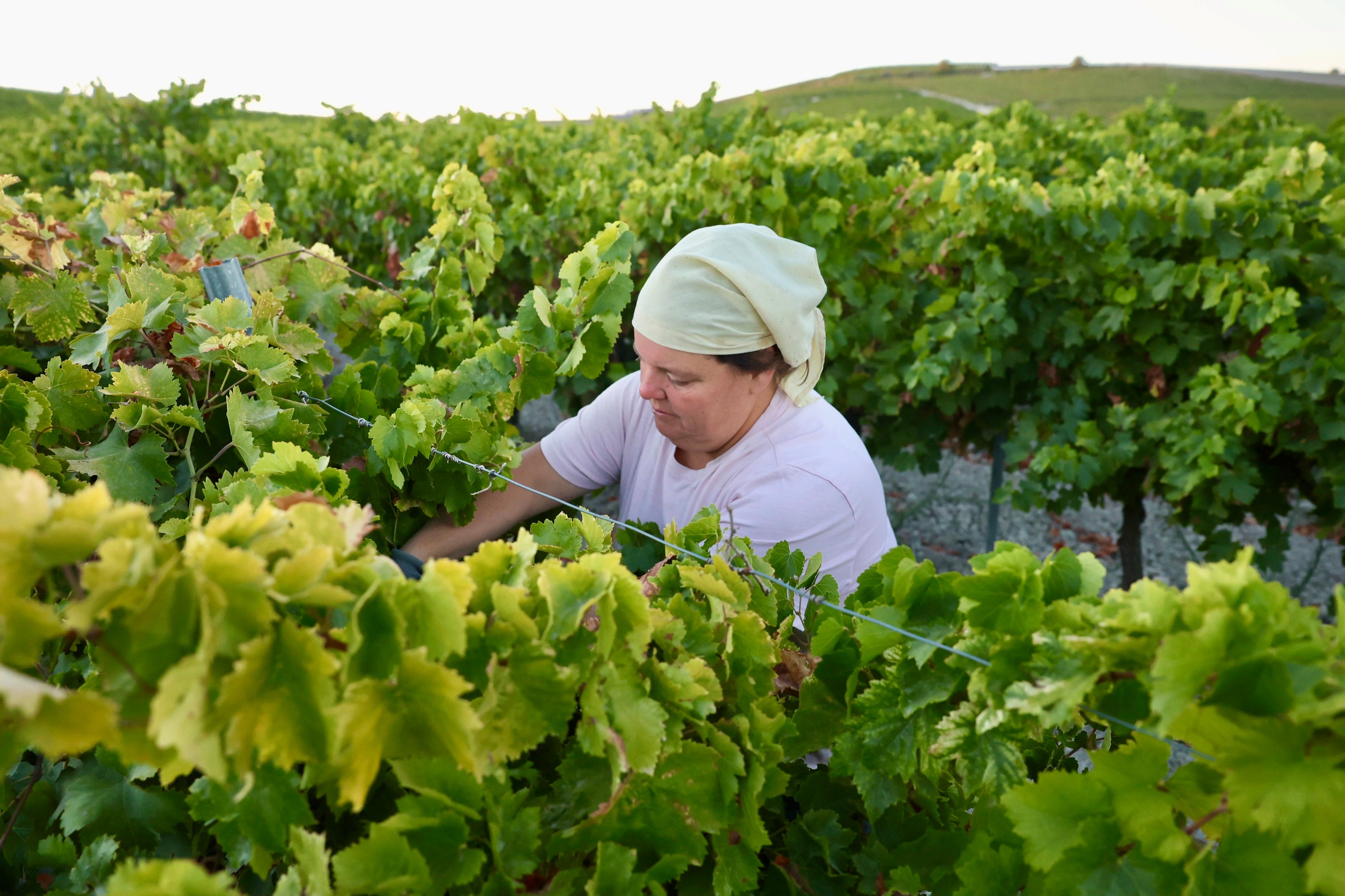 Fotos: El corazón del Marco de Jerez late otra vez con la vendimia