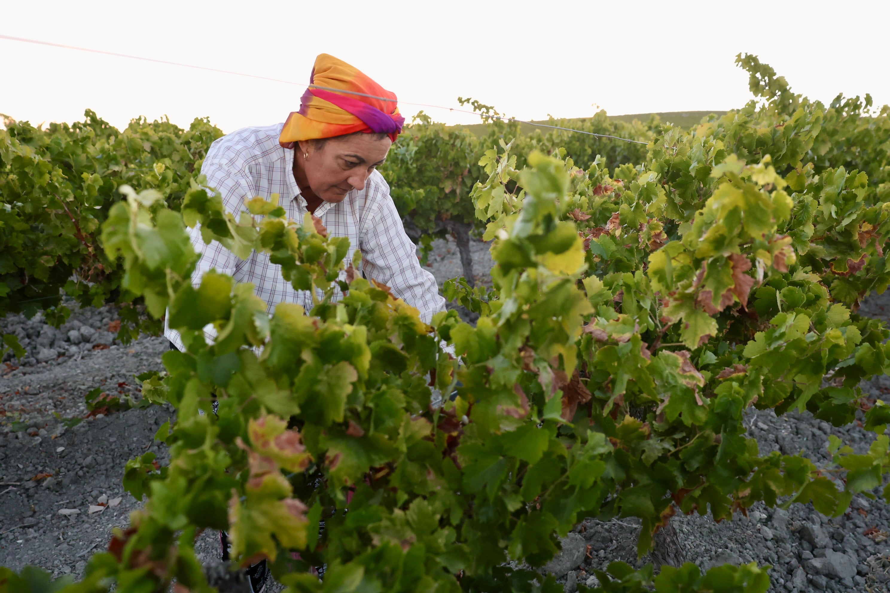 Fotos: El corazón del Marco de Jerez late otra vez con la vendimia