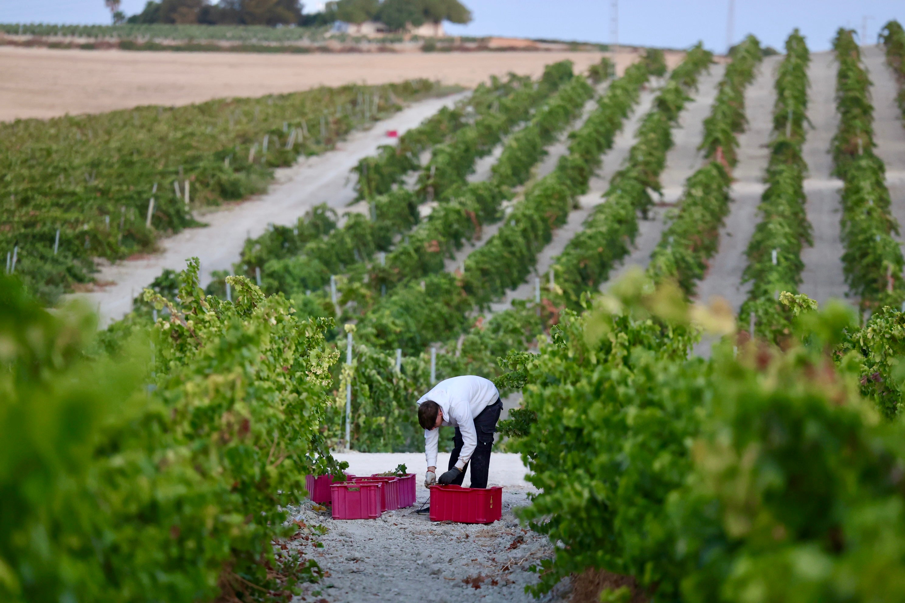 Fotos: El corazón del Marco de Jerez late otra vez con la vendimia