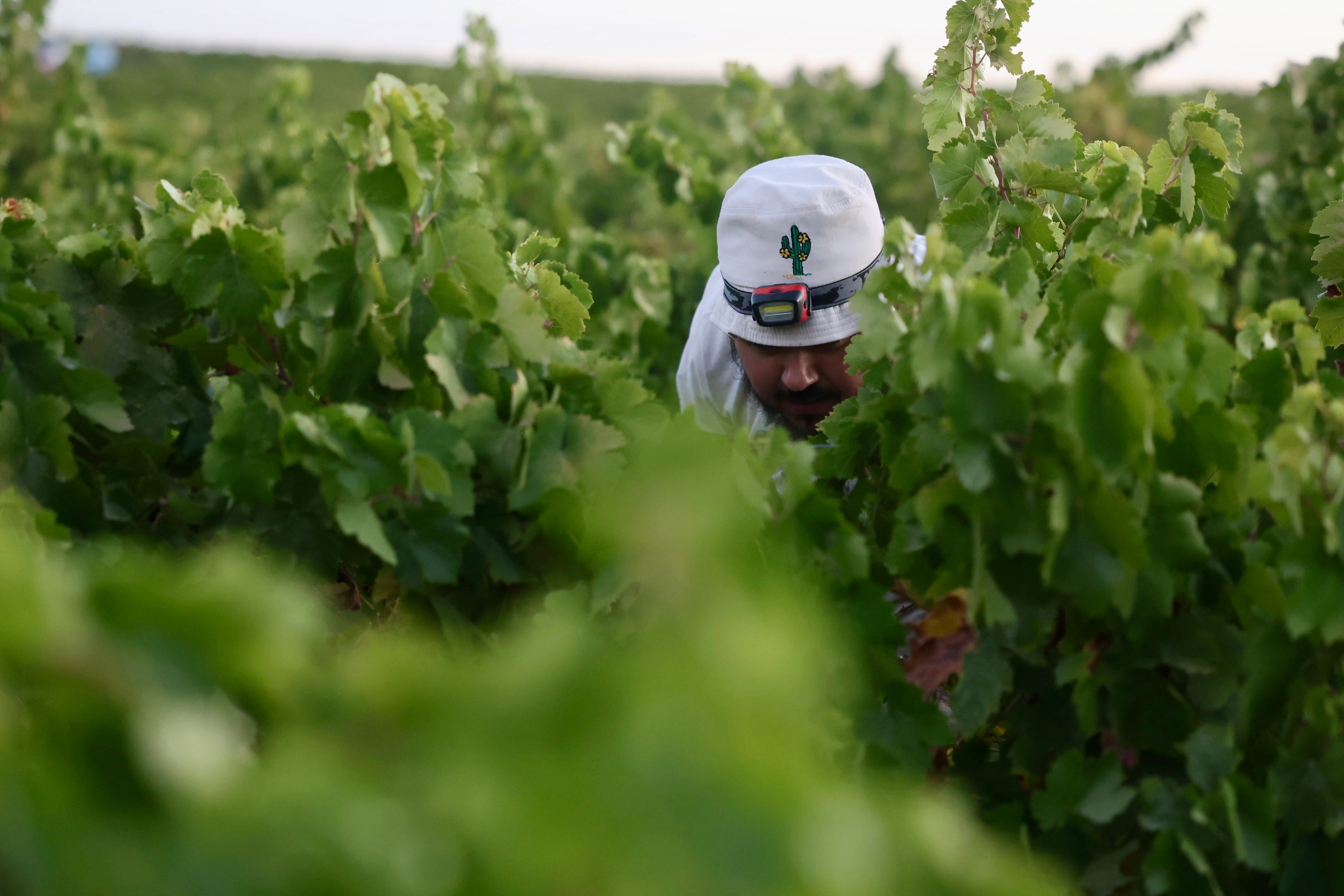 Fotos: El corazón del Marco de Jerez late otra vez con la vendimia