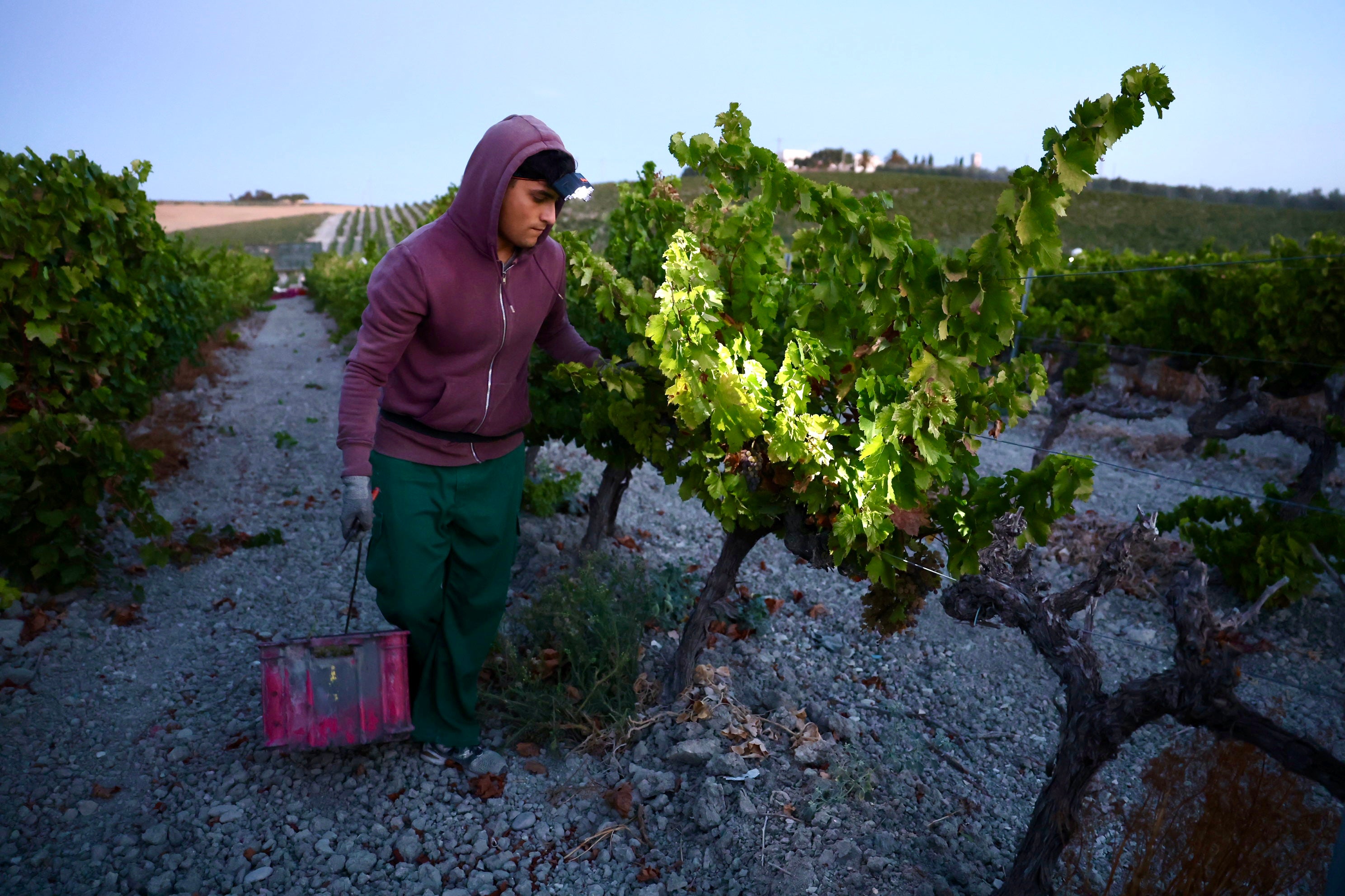 Fotos: El corazón del Marco de Jerez late otra vez con la vendimia