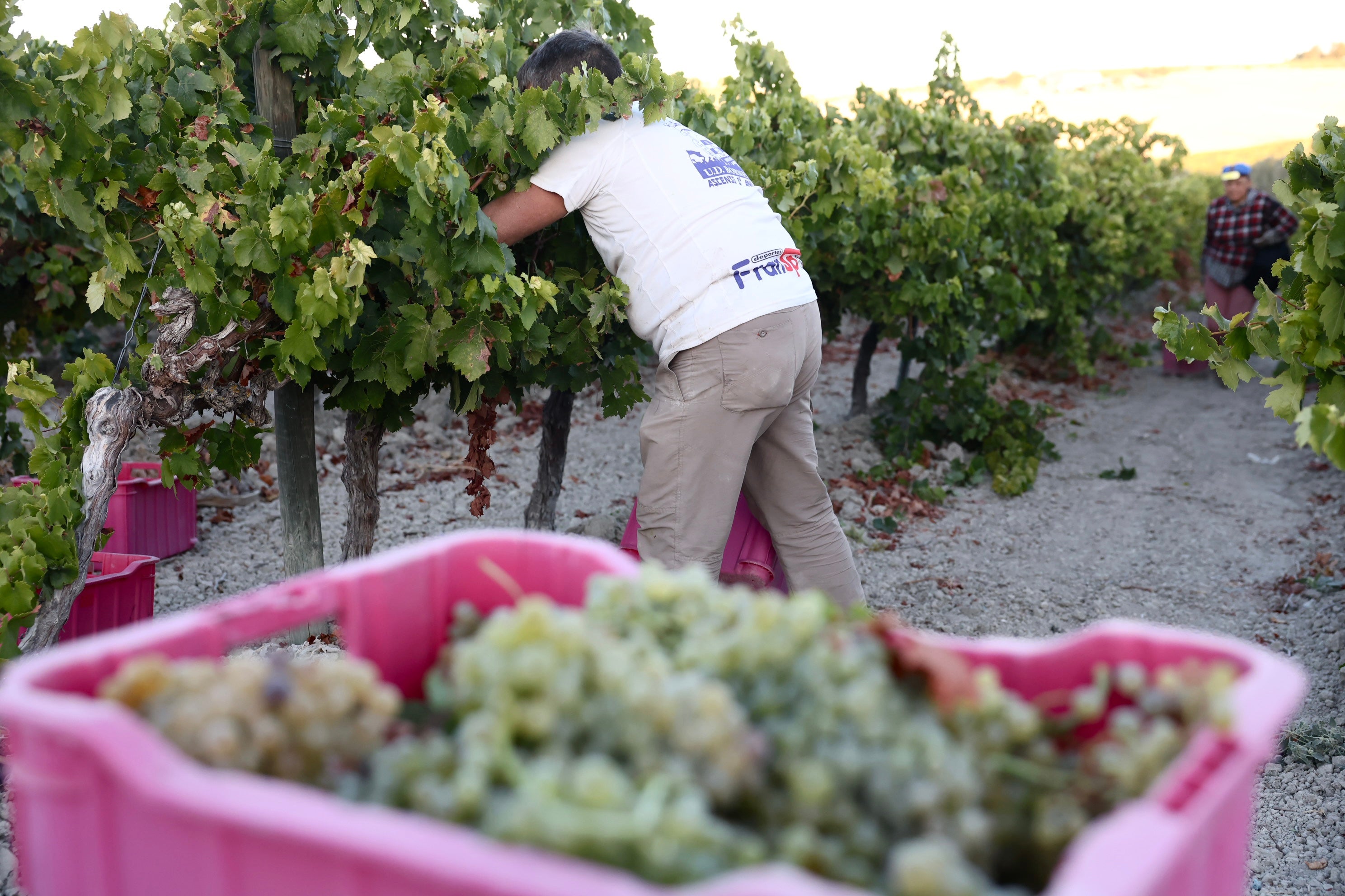 Fotos: El corazón del Marco de Jerez late otra vez con la vendimia