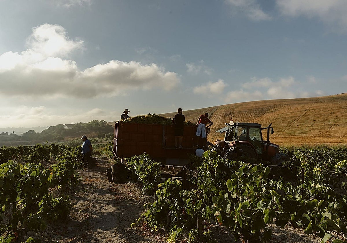 Caída del 45% respecto a la campaña del año pasado en la vendimia de Jerez: hay unos claros culpables