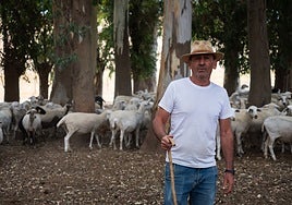 La «masacre» de la lengua azul en La Janda: «La pala estaba llena de ovejas y borregos muertos»