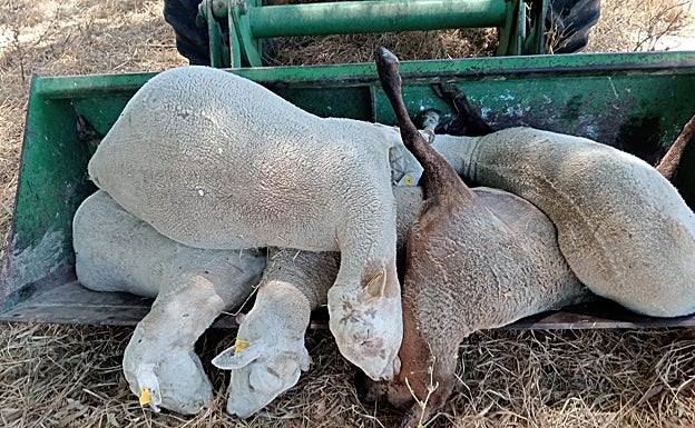 Ovejas de 'El Isla' fallecidas a causa de la lengua azul