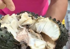 La extraña fruta exótica que ha llegado a Cádiz y sirve para combatir el estrés: «Sabe como a piña»