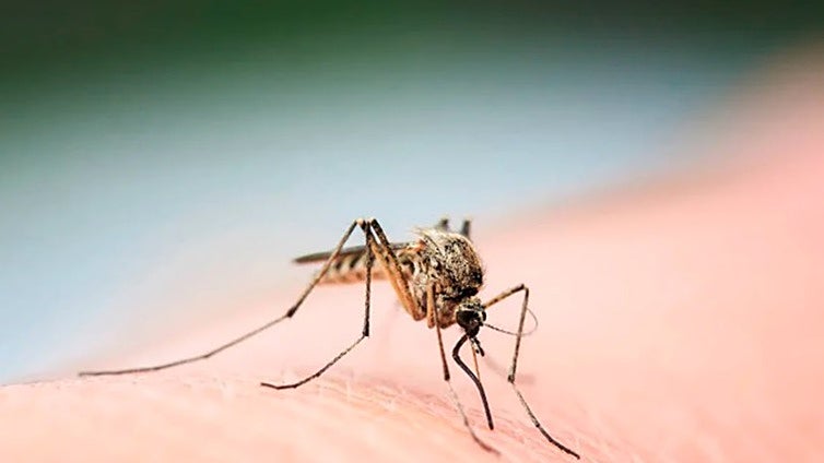 Chiclana, declarada área en alerta por la detección del virus del Nilo occidental en mosquitos