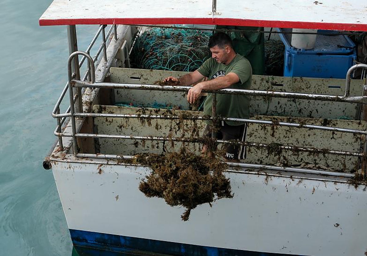 Los pescadores se han visto gravemente afectados por la presencia del alga asiática