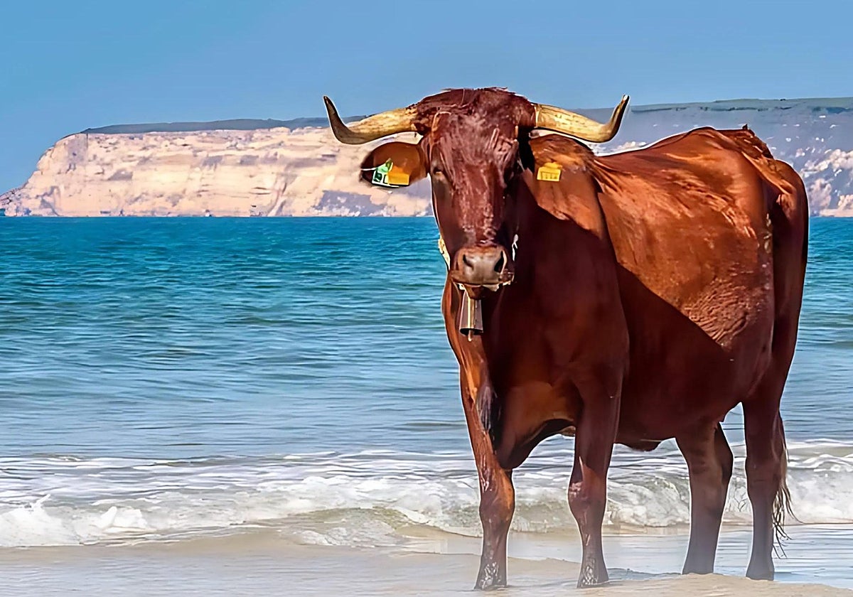 Un pueblo de la costa de Cádiz celebra esta semana su Ruta de la Ternera Ecológica: Se podrán probar todas estas tapas por 5 euros