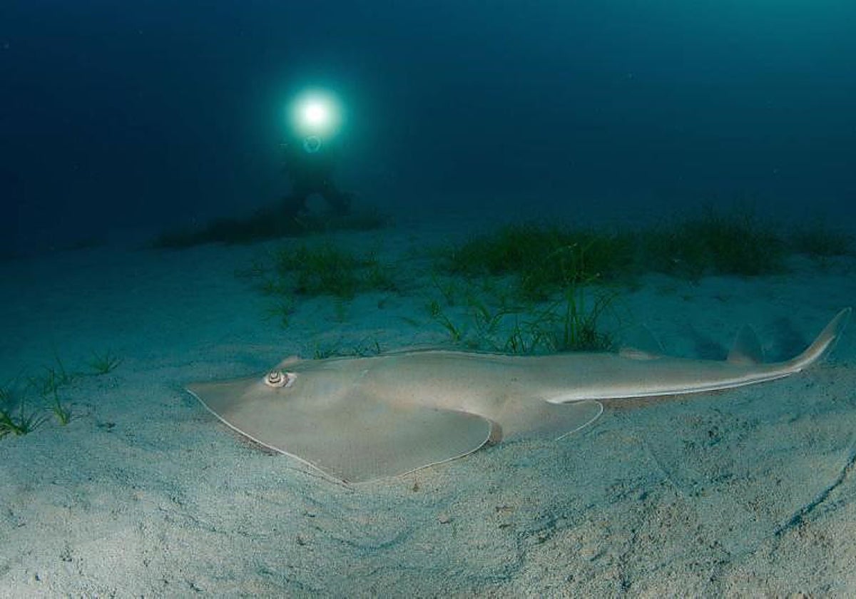 El Golfo de Cádiz, refugio internacional para el pez guitarra gigante