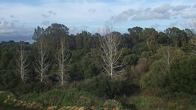 Imagen del Pinar del Rey