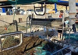 «Máxima gravedad» en la evolución pesquera artesanal en Conil: La producción de la lonja cae casi un 50% en nueve años