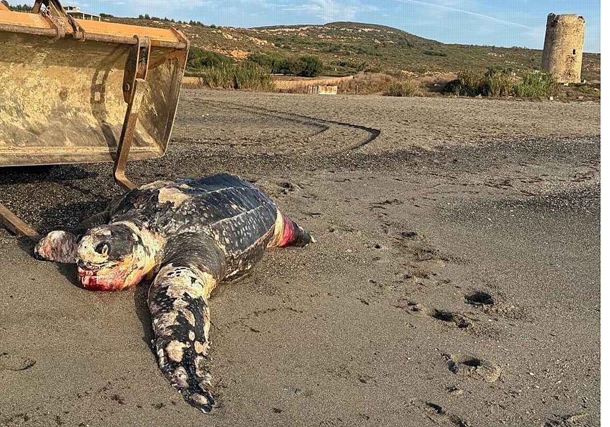 Ejemplar de tortuga laúd aparecida muerta en el litoral de La Línea de la Concepción