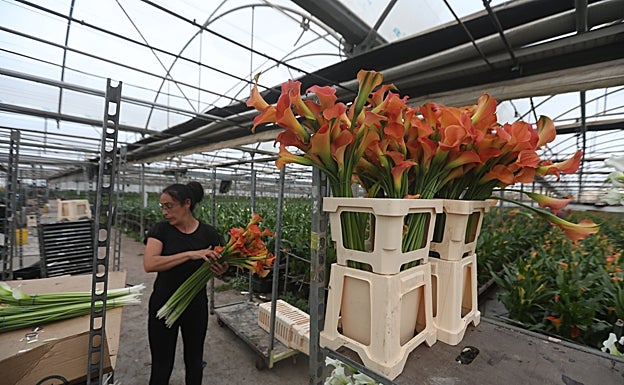 Ana ordenando las calas