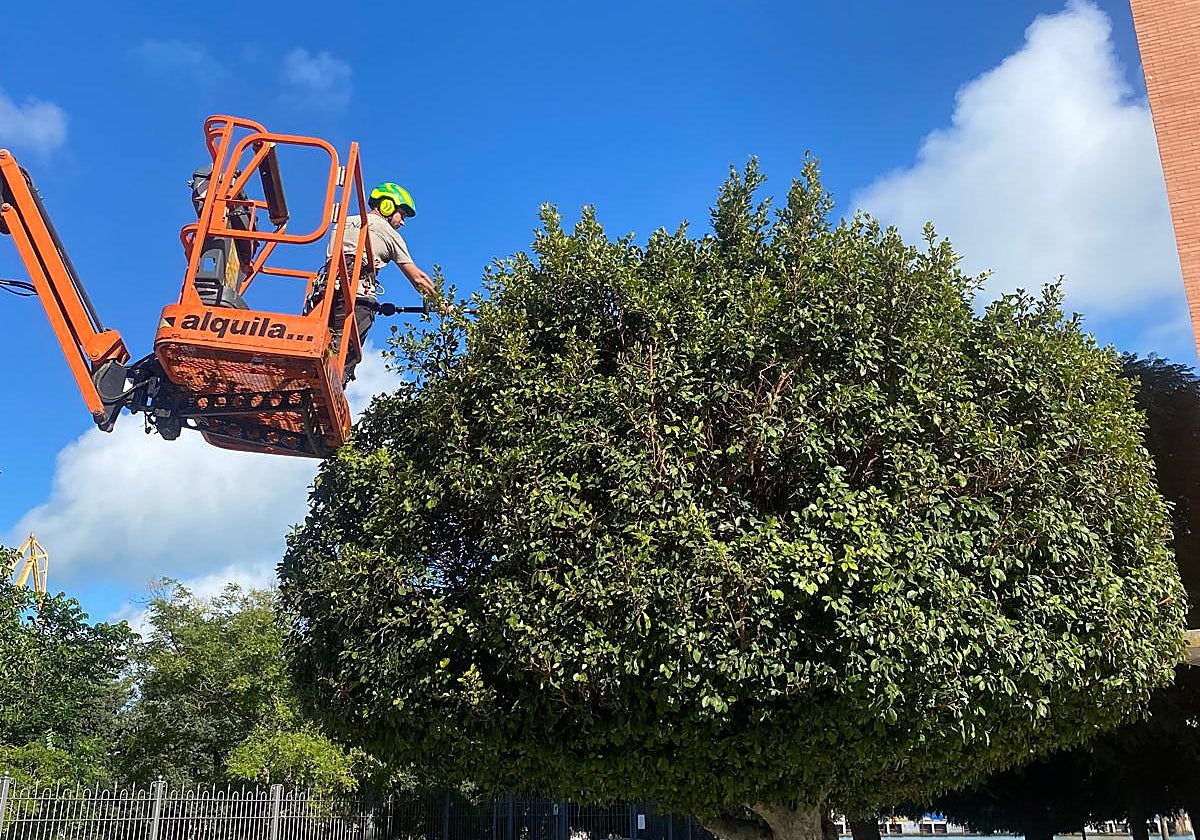 Trabajos de los operarios de Parques y Jardines