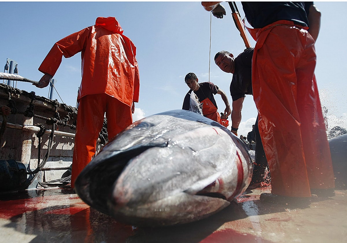 El sector mira con impaciencia hacia Sevilla, donde el órgano regulador de la pesca de atún rojo se reunirá el 17 de noviembre para fijar una nueva cuota