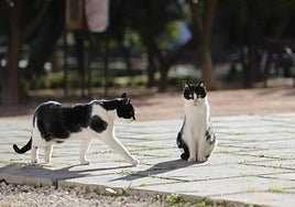 Los gatos del cementerio de San José de Cádiz se mudarán a la Zona Franca