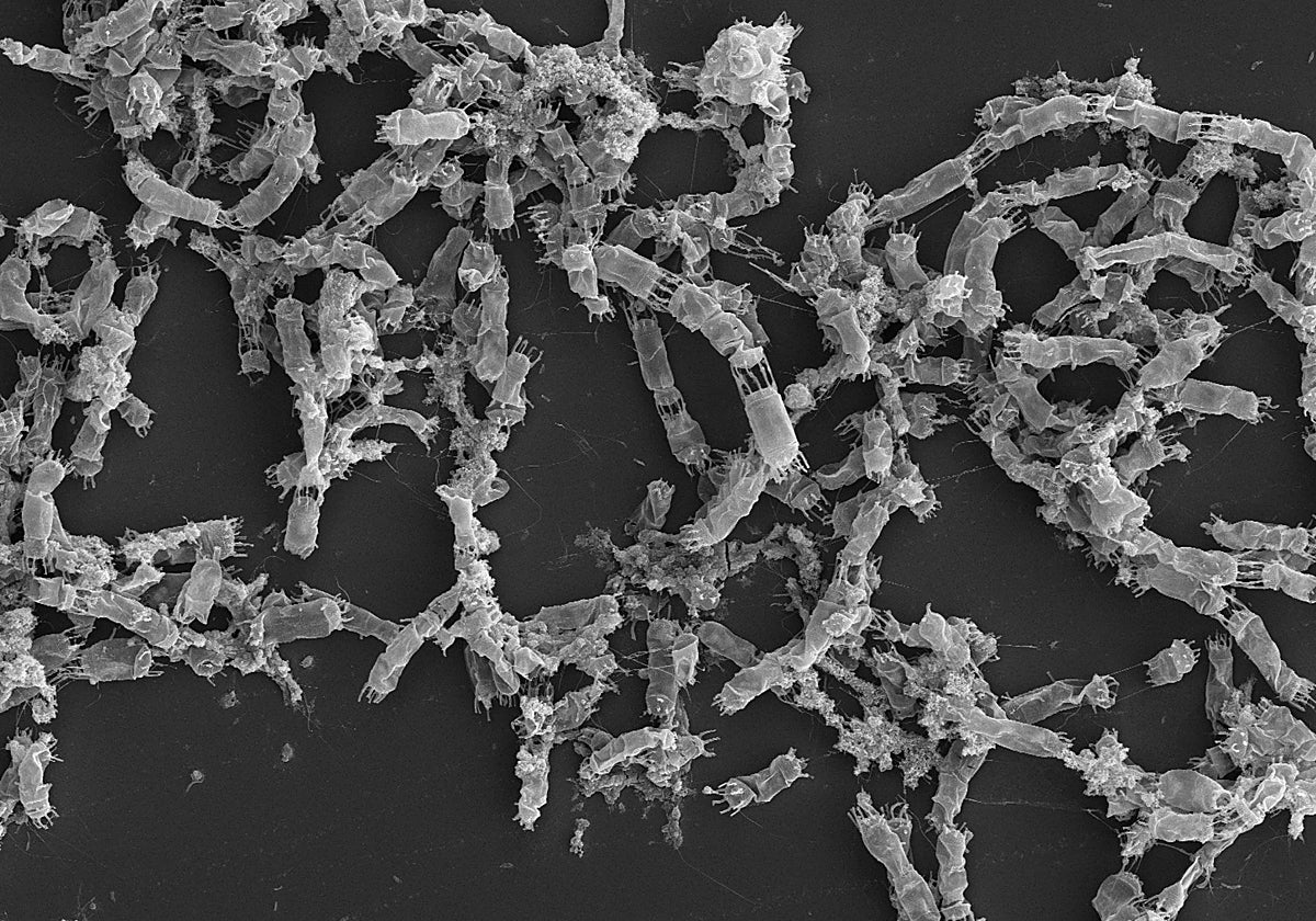 Un estudio de la UCA descubre que la oscuridad estimula la producción de compuestos naturales en microalgas