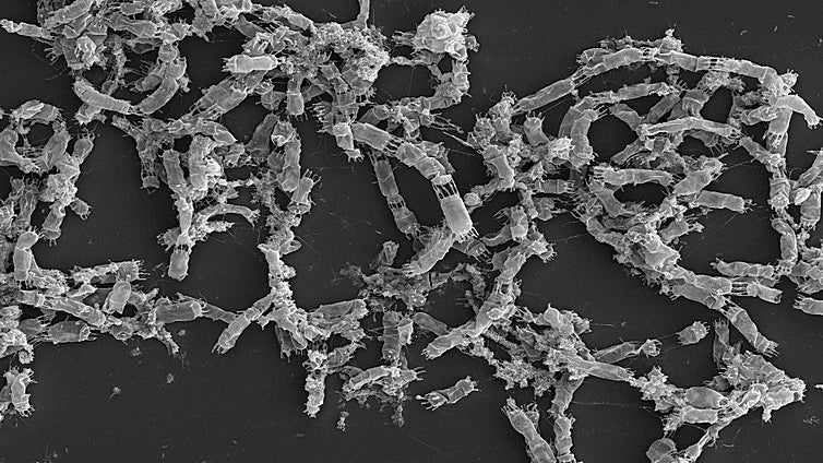 Un estudio de la UCA descubre que la oscuridad estimula la producción de compuestos naturales en microalgas