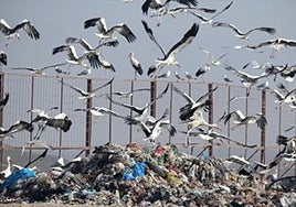 Cigüeñas y gaviotas llenan los humedales de Cádiz de plásticos y basura