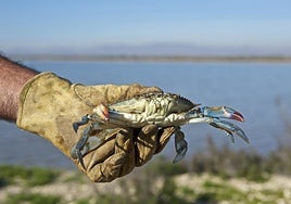 El invasor que cotiza al alza: regulan la pesca del cangrejo azul en el Golfo de Cádiz