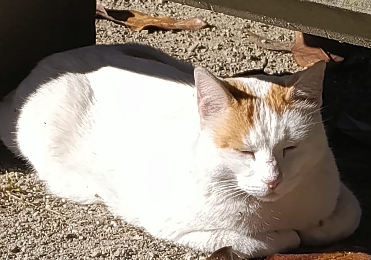 Amantes de los gatos pero con papeles: Chiclana crea un carnet oficial para quienes alimentan a las colonias felinas callejeras