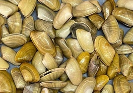 Prohibida la pesca de coquinas en el Golfo de Cádiz