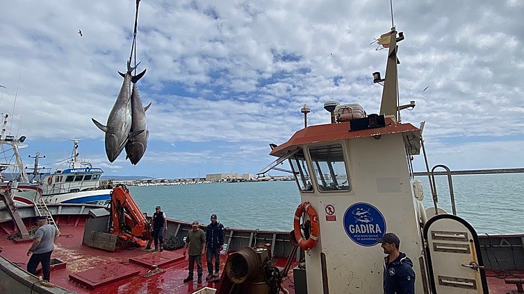 El alcalde de Barbate reclama «una cuota justa» de atún rojo que compense los perjuicios del alga invasora