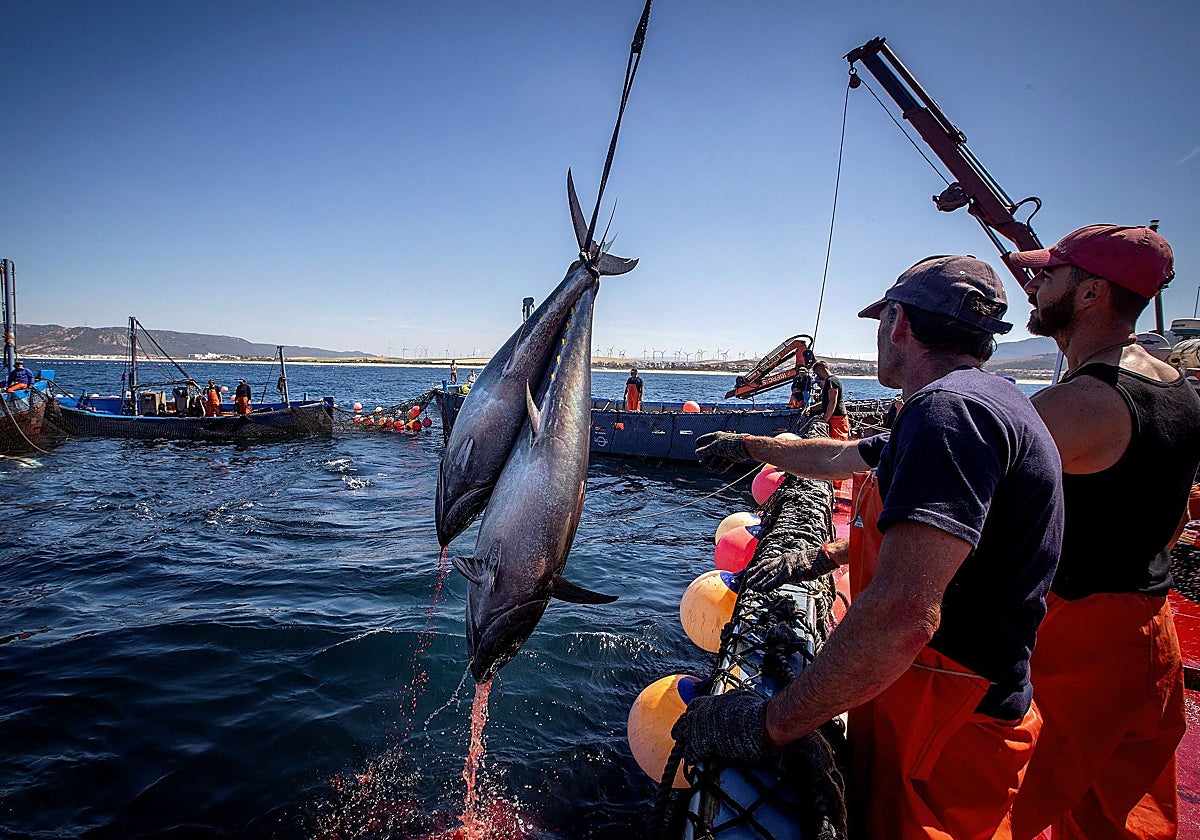 Las almadrabas contarán con más cuota de pesca de atún rojo