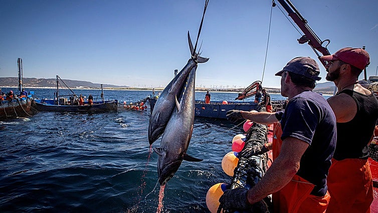 Satisfacción en las almadrabas gaditanas con la subida de la cuota de pesca de atún en un 17%