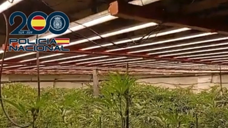 Intervienen más de 1.040 plantas de marihuana en una nave industrial en Jerez