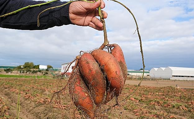 Boniato de Sanlúcar recién recogido