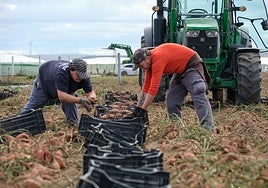 El boniato que lleva el nombre de Sanlúcar por toda España