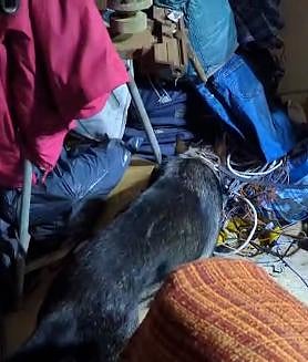 Imagen secundaria 2 - Narcopisos en pleno casco urbano de Medina: detenido un clan que distribuía cocaína, heroína y hachís las 24 horas