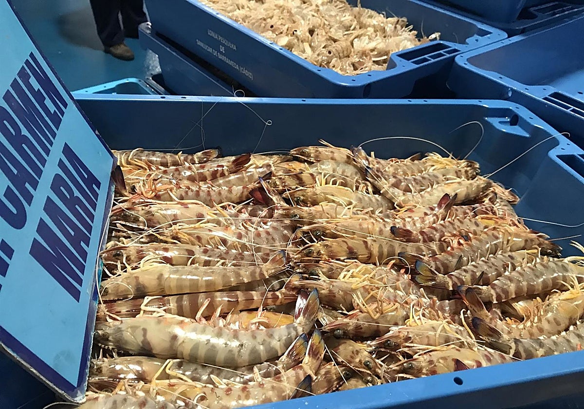 Los pescadores de Sanlúcar ante la campaña de Navidad del langostino: «Las perspectivas son bastante buenas»