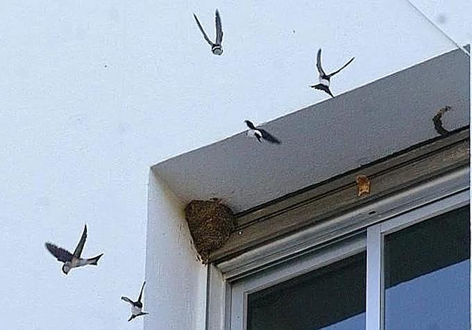 Un grupo de golondrinas volando alrededor de un nido