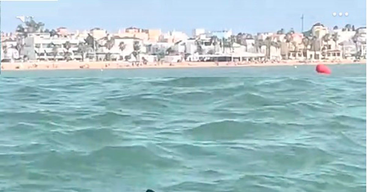 Así es el tiburón que te podrías encontrar este verano en las playas de Cádiz: "¡Otro año más que no me baño!"