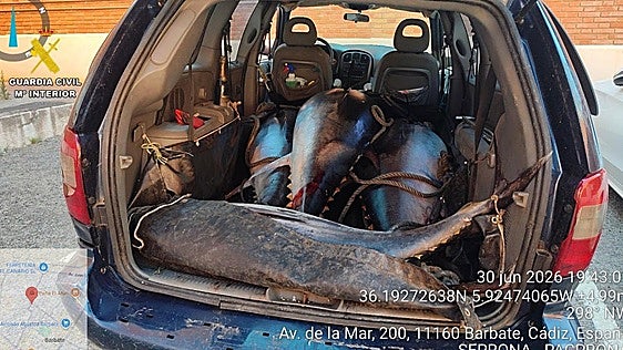 Intervienen atunes rojos de más de media tonelada de peso pescados ilegalmente en Barbate