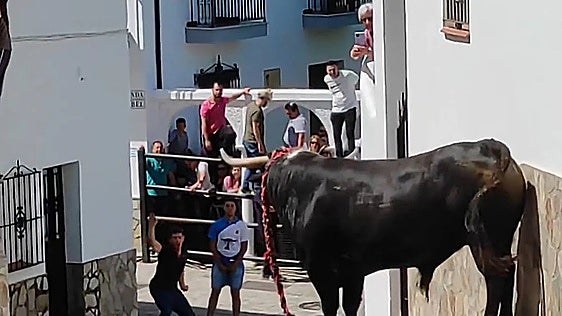 Un pueblo de Cádiz celebra esta semana sus Fiestas del Carmen por todo lo alto con una verbena, fuegos, conciertos, una procesión y encierros de toros