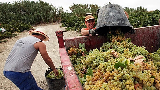Arranca una vendimia muy tempranera con buenas expectativas en el Marco de Jerez