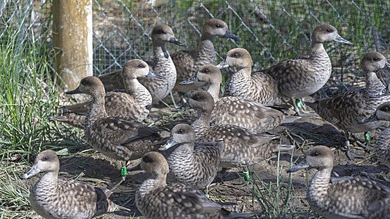 Jerez se convierte en refugio para salvar al pato más amenazado de Europa