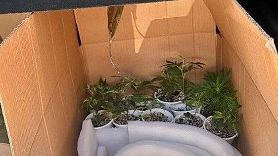 Circula en dirección contraria, provoca un atasco y acaba descubierto con 49 plantas de marihuana en el coche