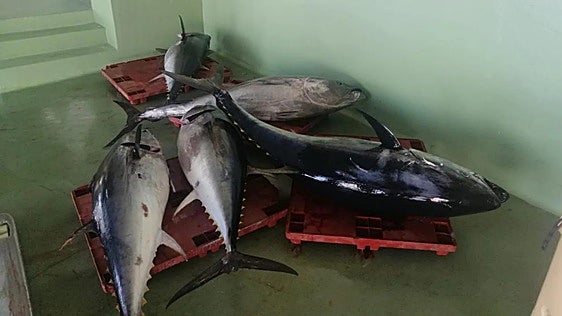 Cazada con cinco atunes rojos capturados ilegalmente a la salida de la lonja de Tarifa