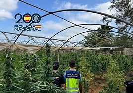 Dos agentes de la Policía Nacional en una de las plantaciones de marihuana intervenidas en Chipiona