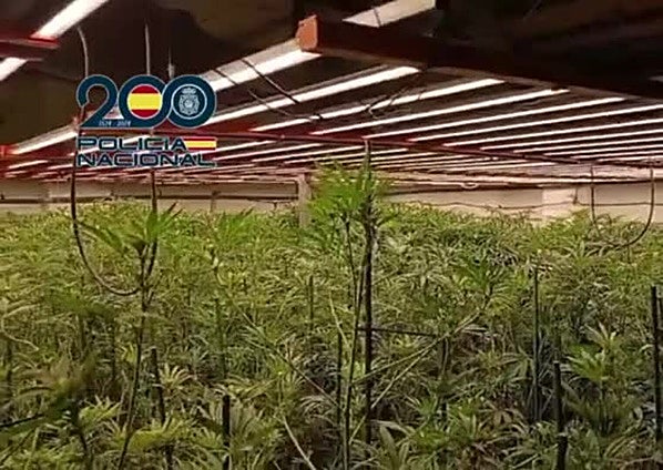 Marihuana en nave industrial de Jerez