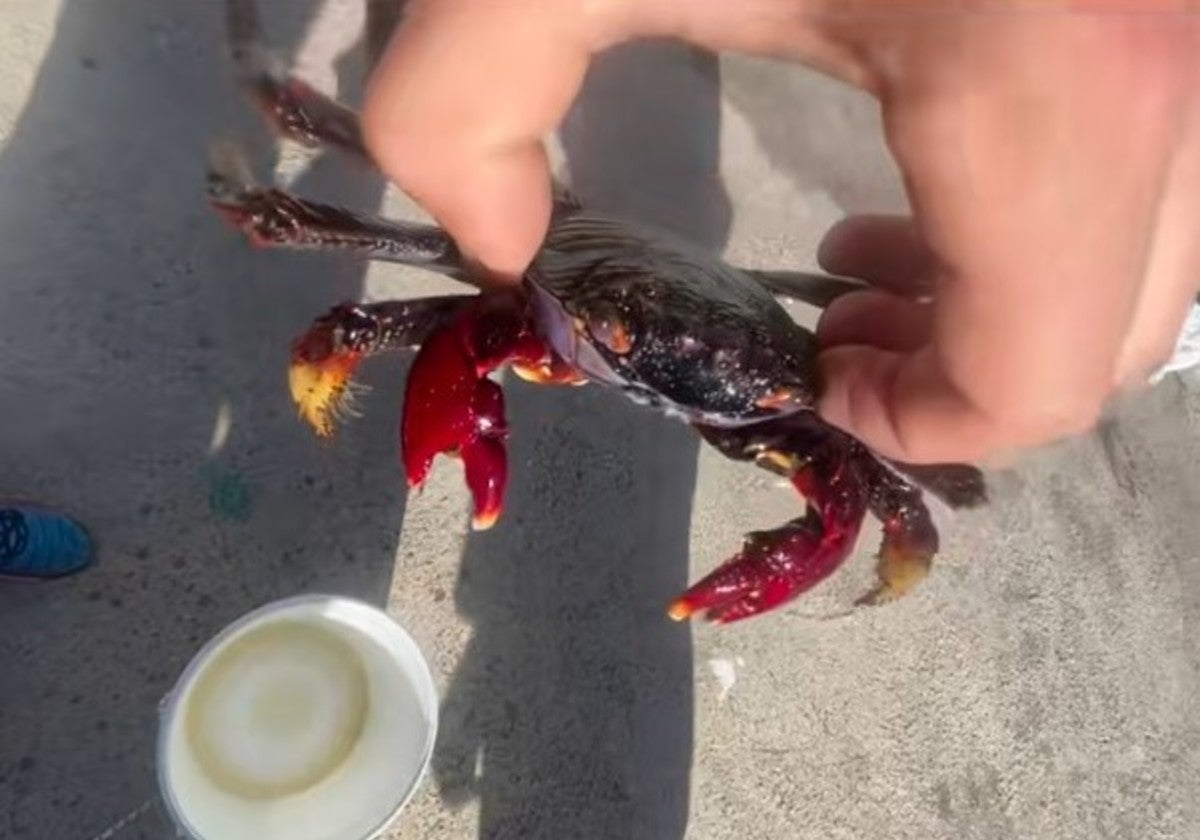 Imagen del cangrejo que capturó el pescador