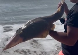 Un hombre pesca este increíble pez en Cádiz tras media hora de lucha: «¿Esto qué es Dios mío?»
