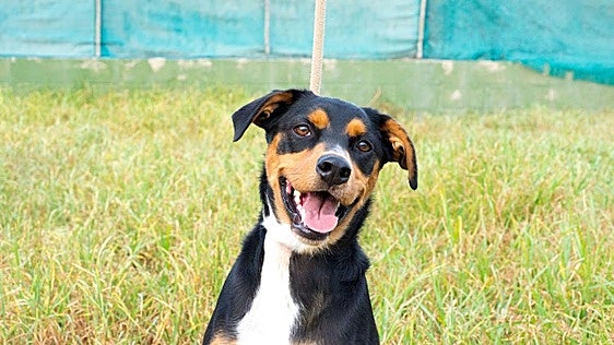 La Ley de Bienestar Animal lo confirma: los gaditanos deben llevar a sus perros y gatos al veterinario de forma obligatoria si el animal lo necesita