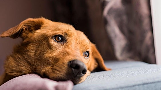 Confirmado por la Ley de Bienestar Animal: te pueden multar con 10.000 euros si dejas a tu perro solo en casa más de 24 horas